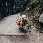 Useful tips when travelling with your Dog