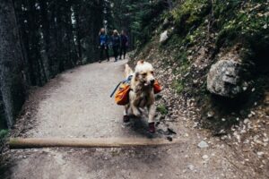 Useful tips when travelling with your Dog